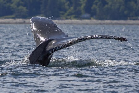 Closeup van de staart van een bultrug walvis